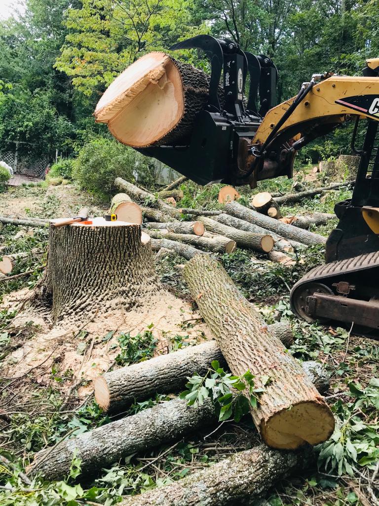 Chainsaw Tree Service Image